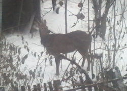 В историческом  центре Борисоглебска добровольцы спасли косулю