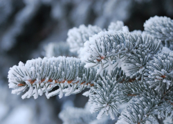 Штормовое предупреждение объявили в Воронежской области из-за морозов