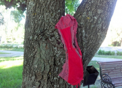 Кружевное белье обнаружил наш читатель на дереве в Театральном парке Борисоглебска