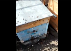  В Борисоглебске начался пчеловодный сезон