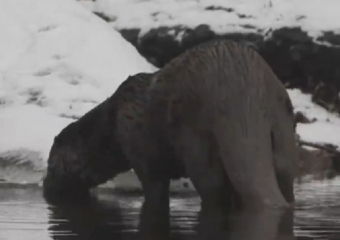 Зимнюю рыбалку выдры на озере сняли на видео в Хопёрском заповеднике
