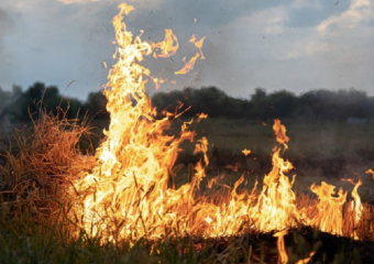 В Воронежской области в мае вырастет вероятность лесных пожаров