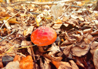 Вторая волна грибного сезона начинается в Воронежской области 