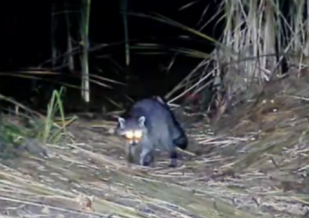 Енот-полоскун впервые обнаружен в Хоперском заповеднике