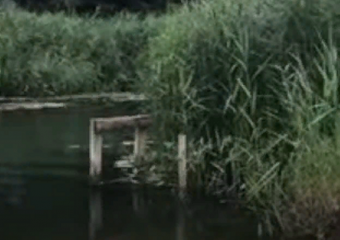 О брошенной и заросшей реке Савале рассказали жители Терновского района