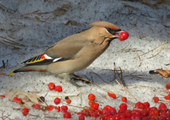 Воронежские специалисты опровергли миф о «птичьем запое»