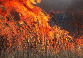 В Терновке  рядом с газовой заправкой вспыхнул сухой камыш