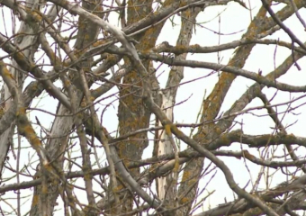 В 2025 году в Воронежской области обнаружили 306 карантинных объектов