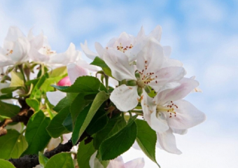 Следующие длинные выходные ожидают жителей Воронежской области в мае