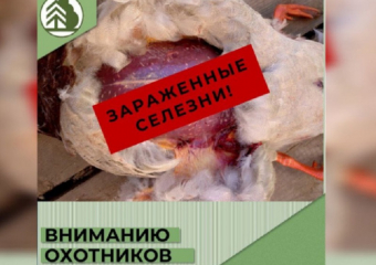 В Воронежской области у диких птиц выявили опасных паразитов