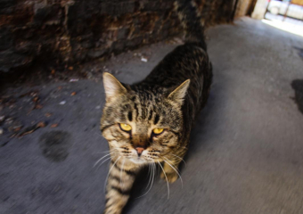 О ситуации с бешенством в Воронежской области рассказал Роспотребнадзор