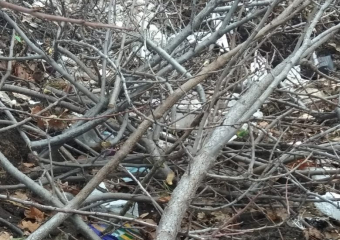 Администрация БГО осмотрела убранные от мусора площадки ТКО и расстроилась 