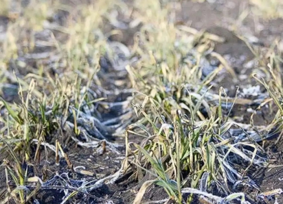 Более 245 тыс. гектаров посевов повредили заморозки в Воронежской области в начале мая