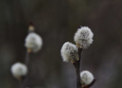 В Воронежскую область нагрянет похолодание