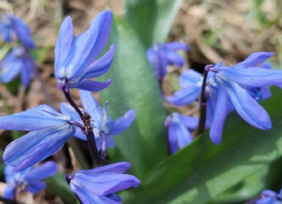 Майским теплом завершится март в Борисоглебске