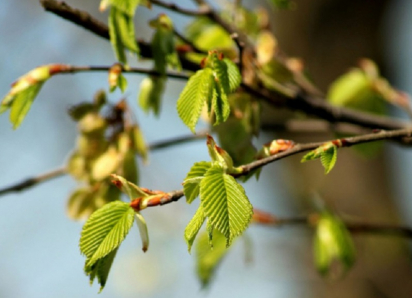 После Пасхи в Воронежскую область придёт потепление