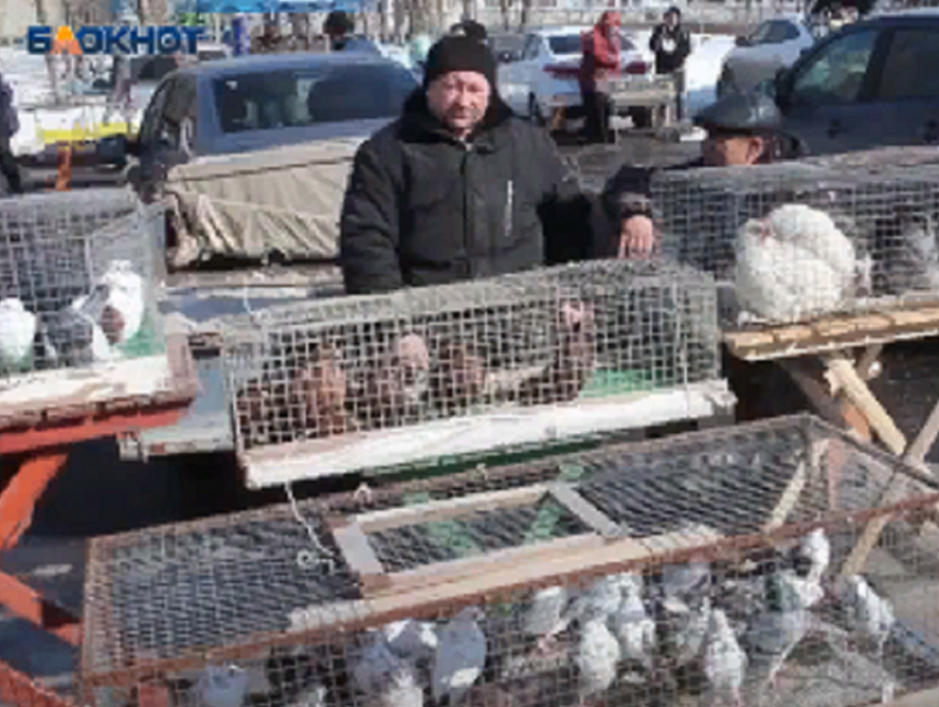«Свободу попугаям!» Мобкор «Блокнот Борисоглебск» посетил ярмарку домашних животных в Борисоглебске