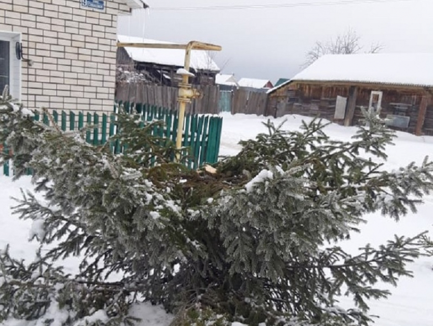 В Борисоглебске перед Новым годом украли ёлку, росшую на улице