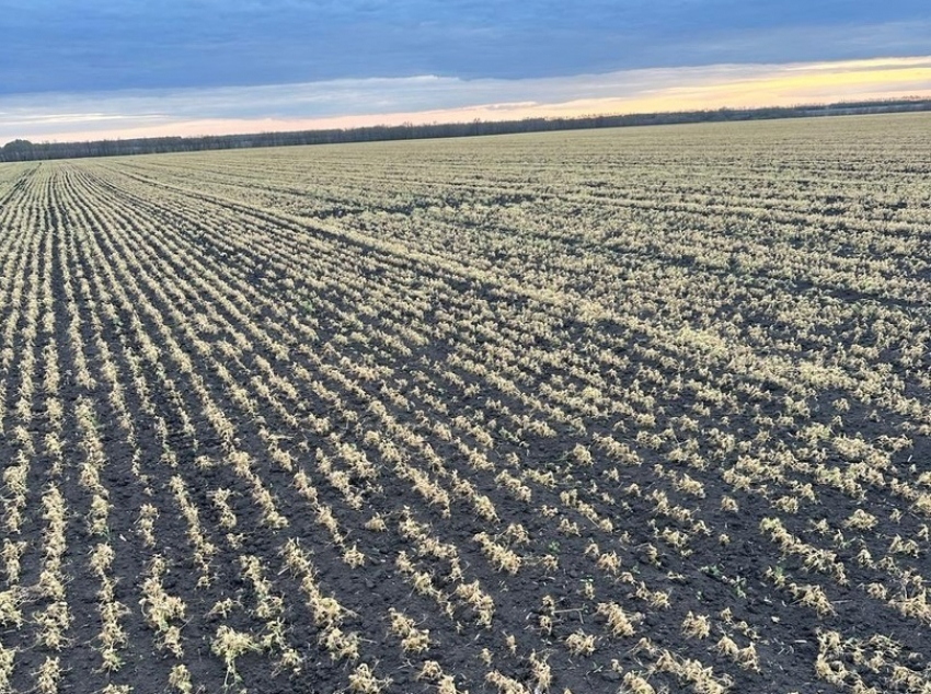 Потери урожая из-за майских заморозков в Воронежской области признали ЧС федерального уровня