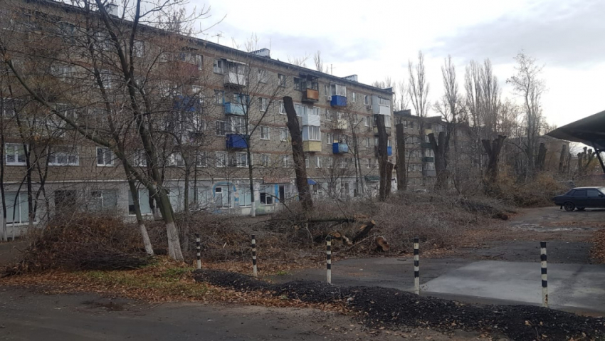 "Пустотелые и аварийные": администрация Борисоглебска пояснила причина варварской обрезки деревьев 