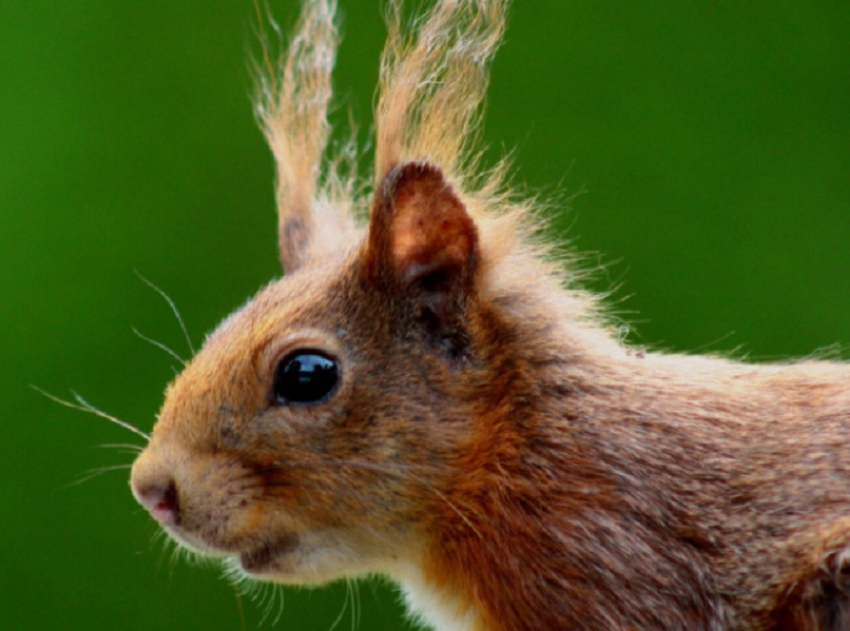Жителям Воронежской области рассказали, как поддержать белочку зимой