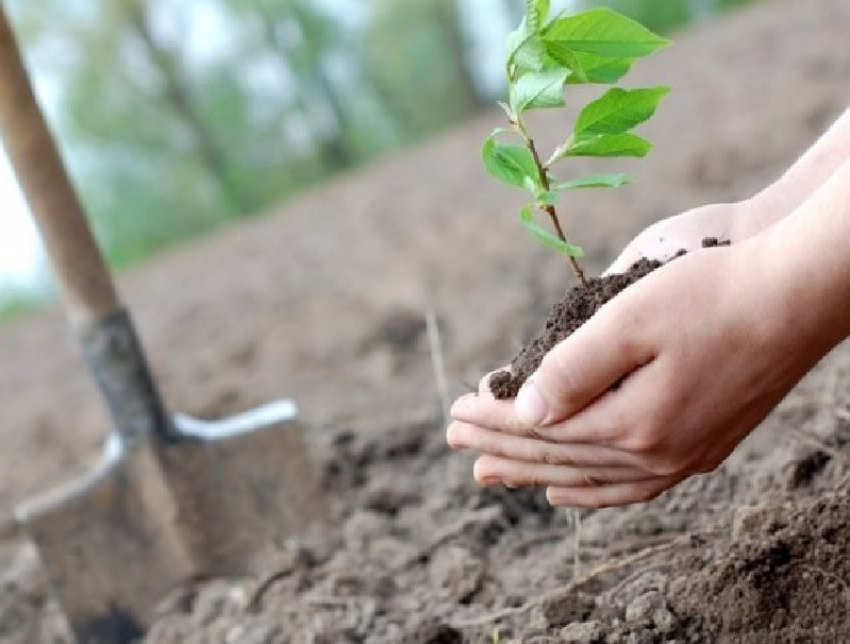 В рамках акции «Сад памяти» в Воронежской области высадят более 1 млн. деревьев