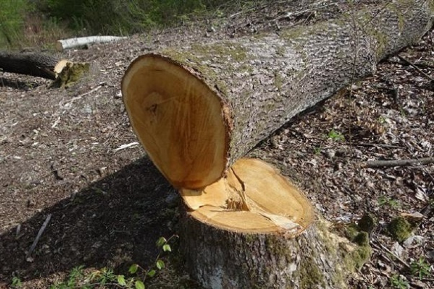 Житель Поворинского района незаконно вырубил деревья на 900 тыс. рублей