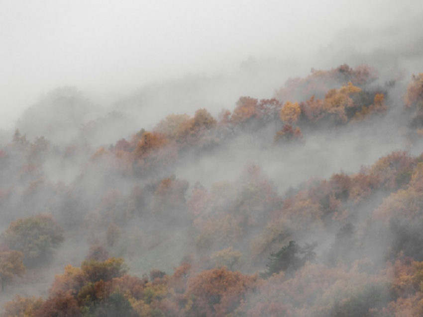 Жёлтый уровень погодной опасности ввели в Воронежской области из-за тумана