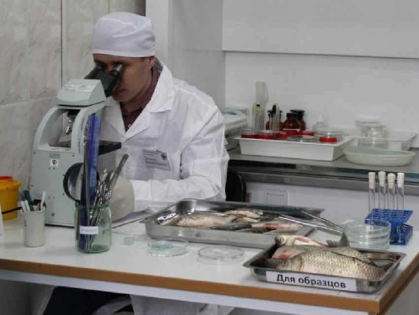 В Борисоглебске и соседних районах Роспотребнадзор проверил рыбную продукцию