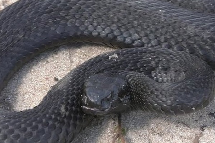 В Грибановском районе змея укусила местного жителя