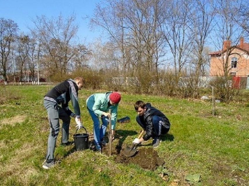 «Блокнот Борисоглебск» выяснил, сколько деревьев и кустов посадили в Борисоглебске менее чем за пять лет