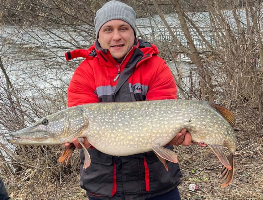Щуку-великана поймал рыбак в Воронежской области 