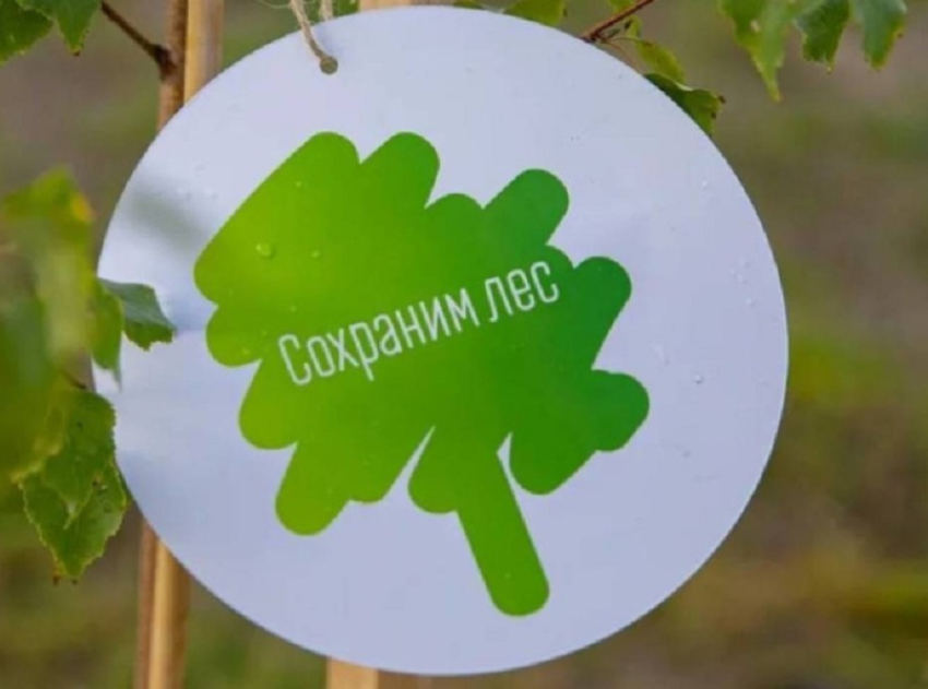 Воронежская область присоединится к осенней акции «Сохраним лес»