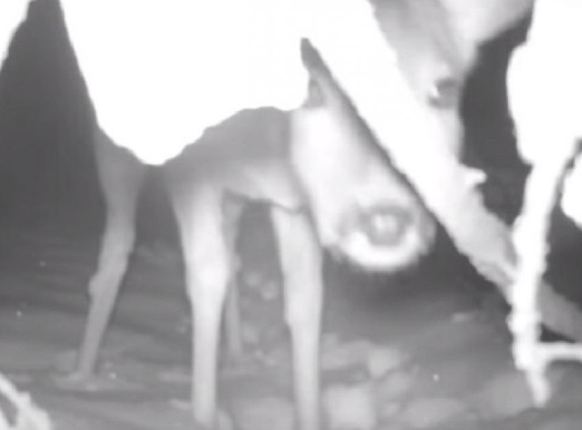 Поведение диких зверей перед камерой показал Воронежский заповедник