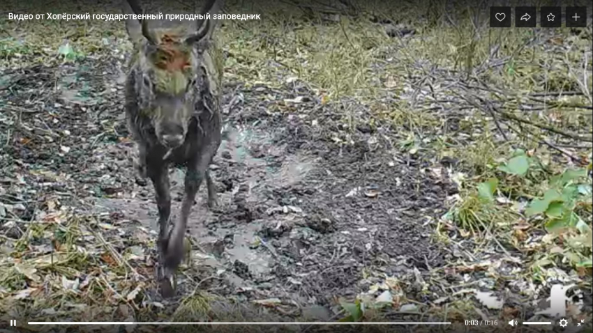 «Разрешение на съемку есть?»: в Хоперском заповеднике олень рогами сбил фотоловушку