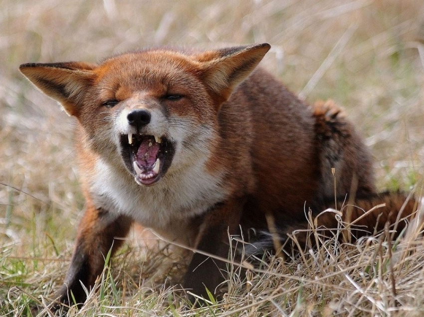 Карантин по бешенству ввели в Борисоглебском округе