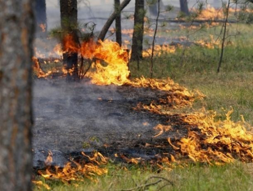 Оранжевый уровень опасности объявили в Воронежской области из-за угрозы пожаров
