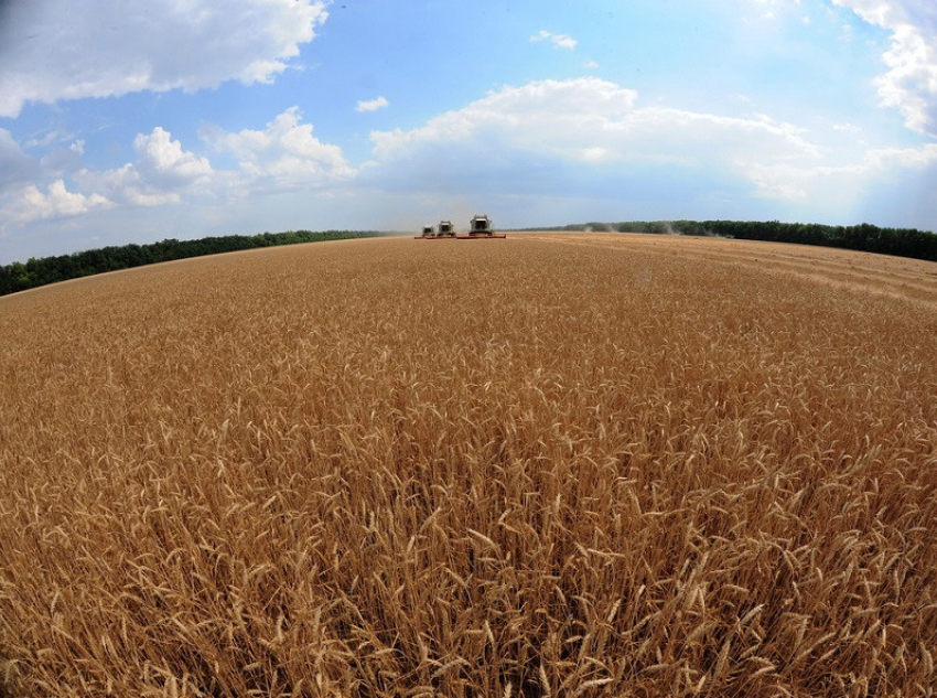 Исторический рекорд по сбору урожая установили в Воронежской области