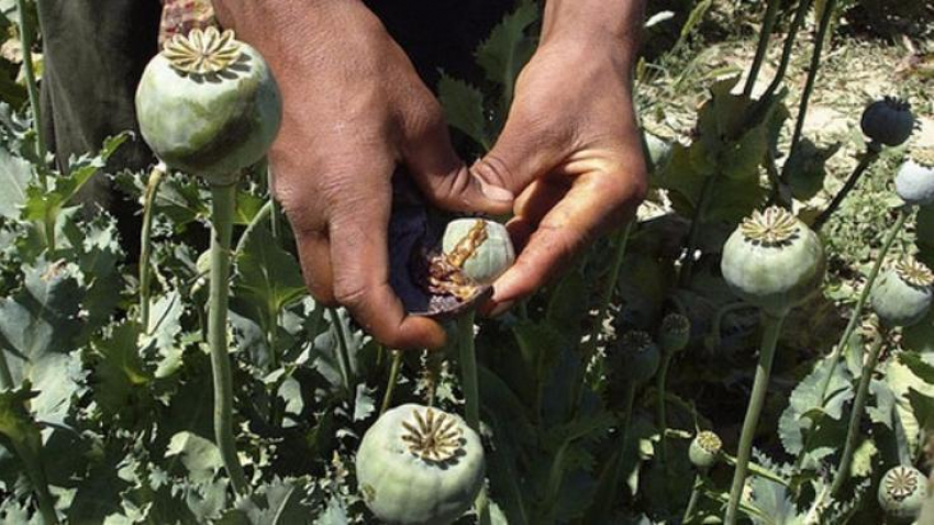 Житель Грибановского района  выращивал на приусадебном участке маковые кусты