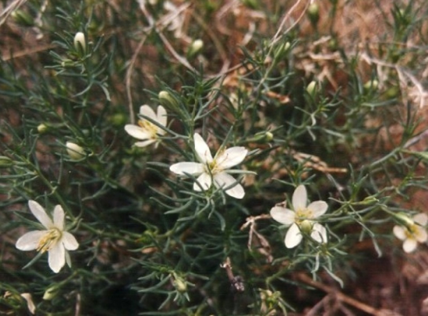 За выращивание могильника на участке в Воронежской области дачников могут посадить в тюрьму