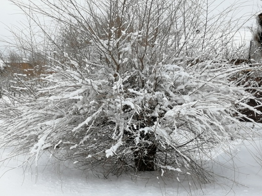 В последние рабочие дни недели Воронежскую область накроют снегопады
