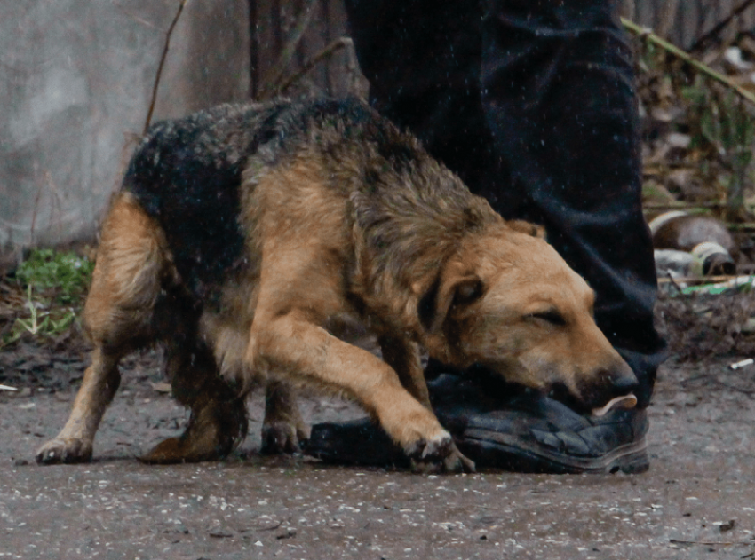 Семь уголовных дел было возбуждено в Воронежской области за жестокое обращение с животными