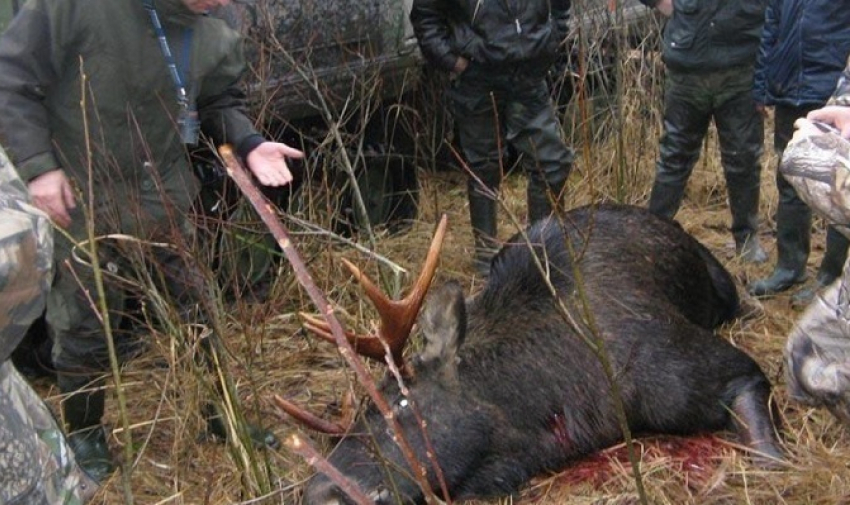 В Воронежской области за первые две недели нового года выявлено 56 нарушений правил охоты