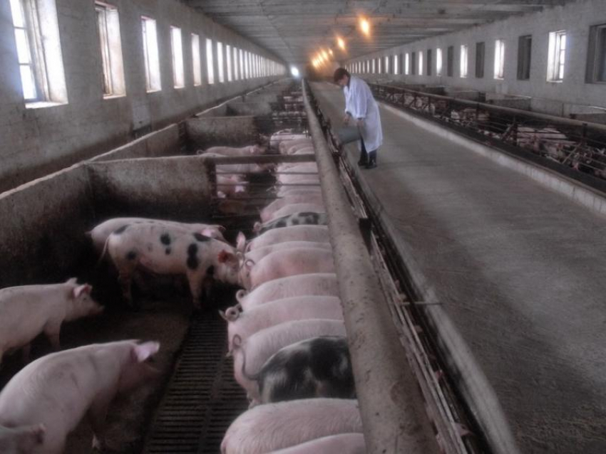 Около 120 тысяч свиней уничтожили в Воронежской области из-за АЧС