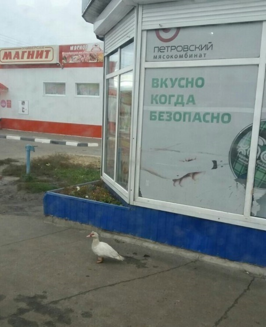 В Борисоглебске утка гуляет сама по себе