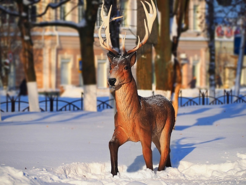 Станислав Гладыш сфотографировал залитый солнцем заснеженный Борисоглебск 
