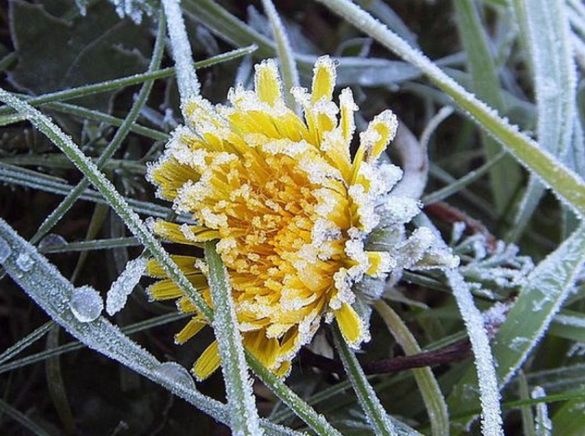 Новое штормовое предупреждение объявили из-за заморозков в Воронежской области