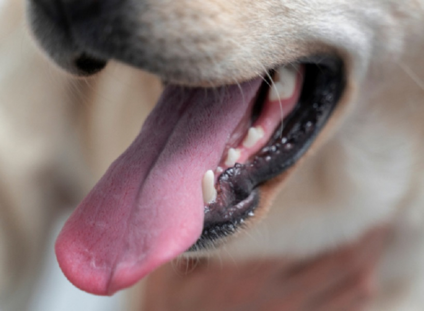 В 2025 году в Воронежской области бешенством заразились 33 животных