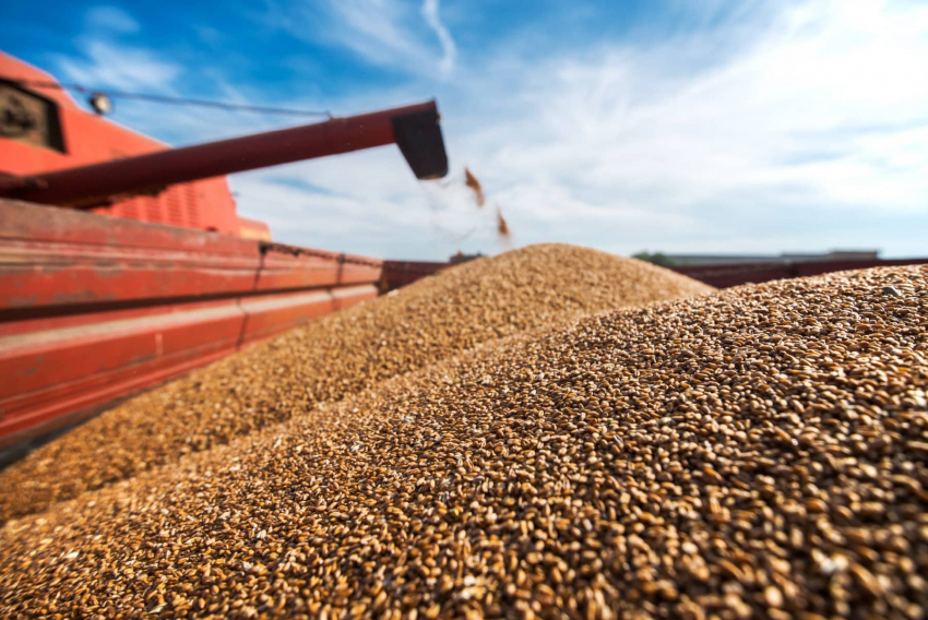 Аграрии Воронежской области собрали 3 млн тонн зерна