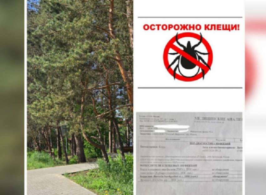 Зараженный боррелиозом клещ укусил ребенка в Воронежской области 